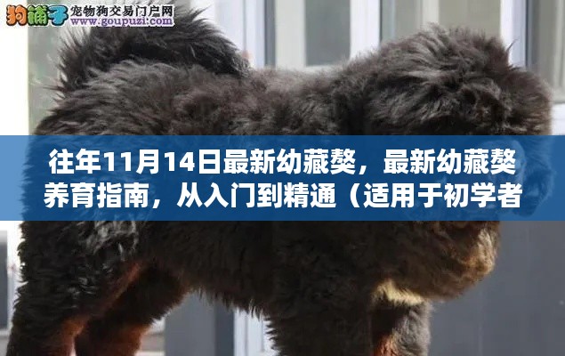最新幼藏獒养育指南,从入门到精通,适合初学者与进阶用户全攻略(往年幼藏獒最新资讯)
