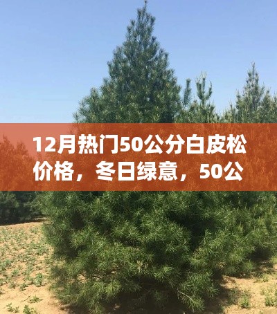 冬季热门,50公分白皮松的价格与温馨故事,冬日绿意盎然