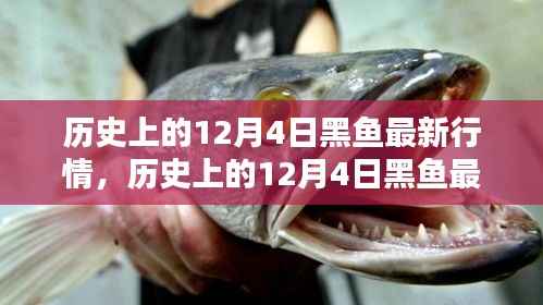历史上的12月4日黑鱼行情深度解析,特性、体验、竞品对比与用户群体分析