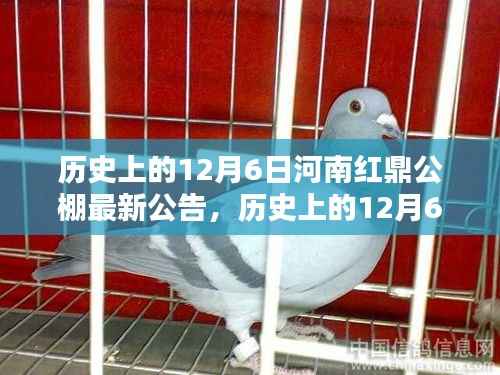 揭秘河南红鼎公棚历史公告,最新动态尽在12月6日揭晓!