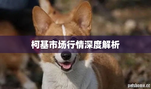 柯基市场行情深度解析