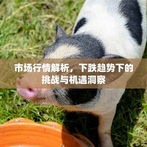 市场行情解析,下跌趋势下的挑战与机遇洞察