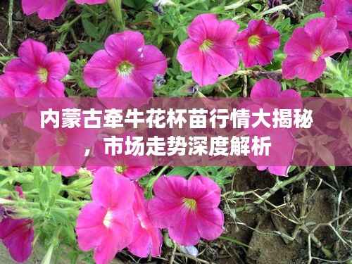 内蒙古牵牛花杯苗行情大揭秘,市场走势深度解析