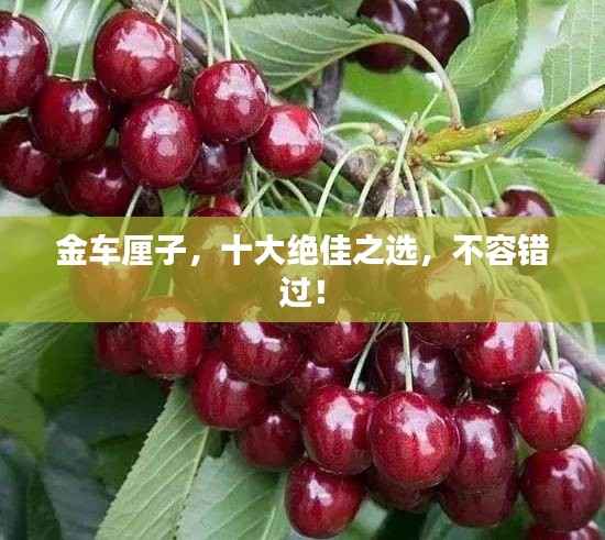 金车厘子,十大绝佳之选,不容错过!
